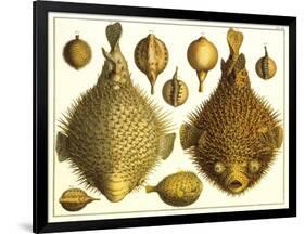 Puffer Fish-null-Framed Art Print