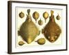 Puffer Fish-null-Framed Art Print