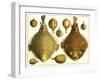 Puffer Fish-null-Framed Art Print