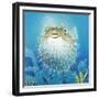 Puffer Fish-Durwood Coffey-Framed Giclee Print