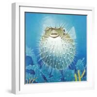 Puffer Fish-Durwood Coffey-Framed Giclee Print