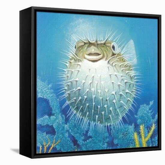 Puffer Fish-Durwood Coffey-Framed Stretched Canvas