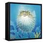 Puffer Fish-Durwood Coffey-Framed Stretched Canvas