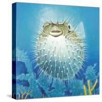 Puffer Fish-Durwood Coffey-Stretched Canvas