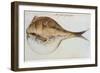 Puffer-John White-Framed Giclee Print