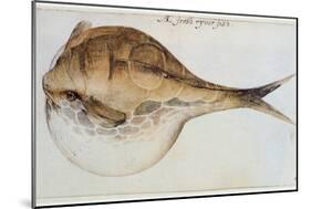 Puffer-John White-Mounted Giclee Print