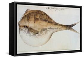 Puffer-John White-Framed Stretched Canvas