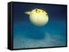 Pufferfish, Galapagos Islands, Ecuador-Jack Stein Grove-Framed Stretched Canvas