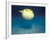 Pufferfish, Galapagos Islands, Ecuador-Jack Stein Grove-Framed Photographic Print