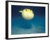 Pufferfish, Galapagos Islands, Ecuador-Jack Stein Grove-Framed Photographic Print