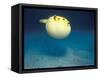 Pufferfish, Galapagos Islands, Ecuador-Jack Stein Grove-Framed Stretched Canvas