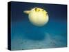 Pufferfish, Galapagos Islands, Ecuador-Jack Stein Grove-Stretched Canvas