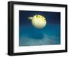 Pufferfish, Galapagos Islands, Ecuador-Jack Stein Grove-Framed Photographic Print