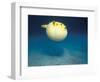 Pufferfish, Galapagos Islands, Ecuador-Jack Stein Grove-Framed Photographic Print