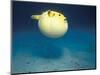 Pufferfish, Galapagos Islands, Ecuador-Jack Stein Grove-Mounted Photographic Print