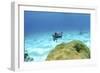 Pufferfish Swimming by Star Coral, Nassau, the Bahamas-Stocktrek Images-Framed Photographic Print