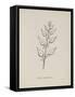 Puffia Leatherbellowsa. Illustration From Nonsense Botany by Edward Lear, Published in 1889.-Edward Lear-Framed Stretched Canvas