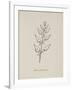 Puffia Leatherbellowsa. Illustration From Nonsense Botany by Edward Lear, Published in 1889.-Edward Lear-Framed Giclee Print