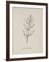 Puffia Leatherbellowsa. Illustration From Nonsense Botany by Edward Lear, Published in 1889.-Edward Lear-Framed Giclee Print