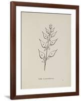 Puffia Leatherbellowsa. Illustration From Nonsense Botany by Edward Lear, Published in 1889.-Edward Lear-Framed Giclee Print