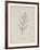 Puffia Leatherbellowsa. Illustration From Nonsense Botany by Edward Lear, Published in 1889.-Edward Lear-Framed Giclee Print