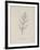 Puffia Leatherbellowsa. Illustration From Nonsense Botany by Edward Lear, Published in 1889.-Edward Lear-Framed Giclee Print