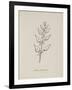 Puffia Leatherbellowsa. Illustration From Nonsense Botany by Edward Lear, Published in 1889.-Edward Lear-Framed Giclee Print