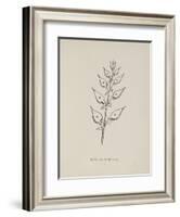 Puffia Leatherbellowsa. Illustration From Nonsense Botany by Edward Lear, Published in 1889.-Edward Lear-Framed Giclee Print