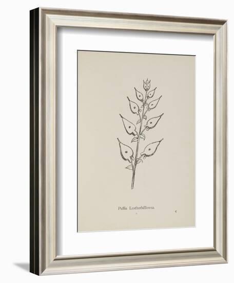 Puffia Leatherbellowsa. Illustration From Nonsense Botany by Edward Lear, Published in 1889.-Edward Lear-Framed Giclee Print