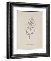 Puffia Leatherbellowsa. Illustration From Nonsense Botany by Edward Lear, Published in 1889.-Edward Lear-Framed Giclee Print