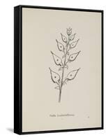 Puffia Leatherbellowsa. Illustration From Nonsense Botany by Edward Lear, Published in 1889.-Edward Lear-Framed Stretched Canvas