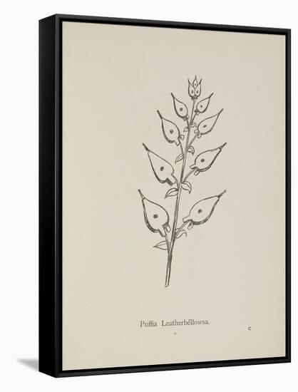 Puffia Leatherbellowsa. Illustration From Nonsense Botany by Edward Lear, Published in 1889.-Edward Lear-Framed Stretched Canvas