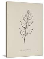 Puffia Leatherbellowsa. Illustration From Nonsense Botany by Edward Lear, Published in 1889.-Edward Lear-Stretched Canvas