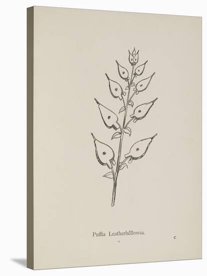 Puffia Leatherbellowsa. Illustration From Nonsense Botany by Edward Lear, Published in 1889.-Edward Lear-Stretched Canvas