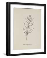 Puffia Leatherbellowsa. Illustration From Nonsense Botany by Edward Lear, Published in 1889.-Edward Lear-Framed Giclee Print