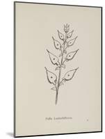 Puffia Leatherbellowsa. Illustration From Nonsense Botany by Edward Lear, Published in 1889.-Edward Lear-Mounted Giclee Print