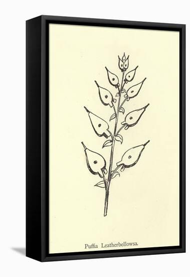 Puffia Leatherbellowsa-Edward Lear-Framed Stretched Canvas