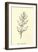 Puffia Leatherbellowsa-Edward Lear-Framed Giclee Print