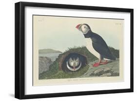 Puffin, 1834-John James Audubon-Framed Giclee Print