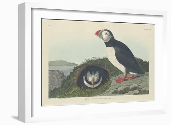 Puffin, 1834-John James Audubon-Framed Giclee Print