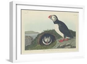 Puffin, 1834-John James Audubon-Framed Giclee Print