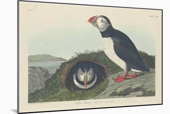 Puffin, 1834-John James Audubon-Mounted Giclee Print