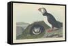 Puffin, 1834-John James Audubon-Framed Stretched Canvas