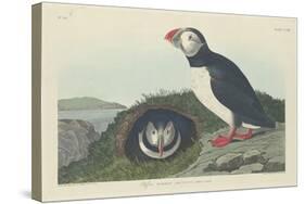 Puffin, 1834-John James Audubon-Stretched Canvas