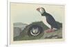Puffin, 1834-John James Audubon-Framed Giclee Print