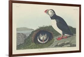 Puffin, 1834-John James Audubon-Framed Giclee Print