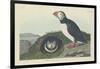 Puffin, 1834-John James Audubon-Framed Giclee Print