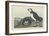 Puffin, 1834-John James Audubon-Framed Premium Giclee Print