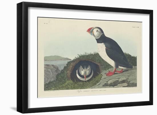 Puffin, 1834-John James Audubon-Framed Premium Giclee Print