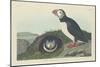 Puffin, 1834-John James Audubon-Mounted Premium Giclee Print